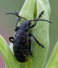 Arima marginata