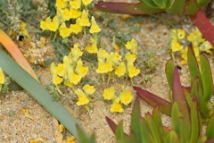 Linaria polygalifolia