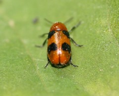 Coptocephala scopolina