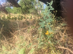 Crotalaria sphaerocarpa sphaerocarpa