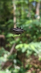 Gasteracantha doriae