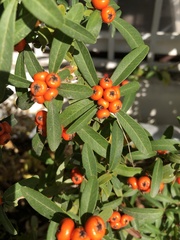 Pyracantha