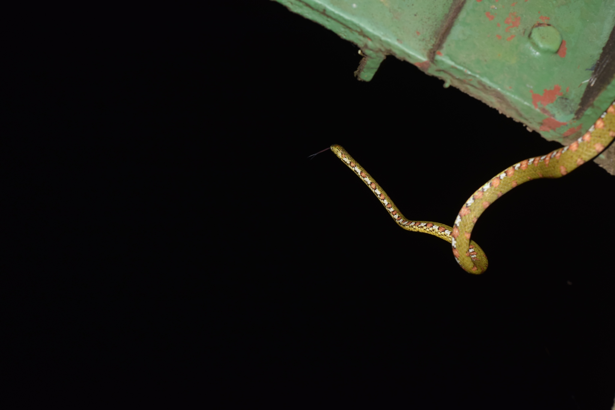 lichen-colored snail sucker, stejneger's snail sucker
