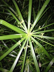 Cyperus textilis