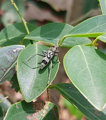 Chlorophorus macaumensis