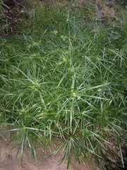 Cyperus textilis