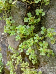 Pilea peploides major