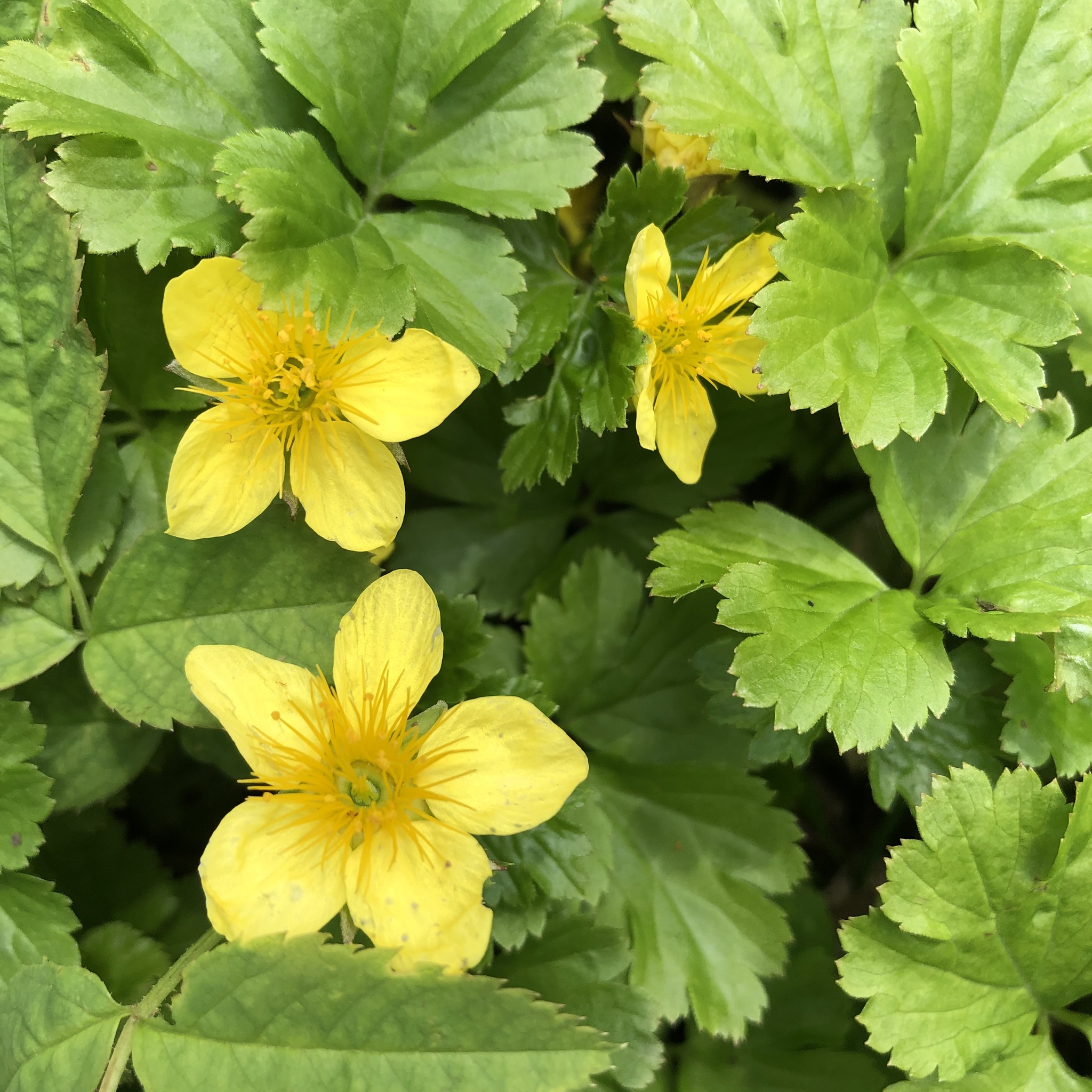 Waldsteinia