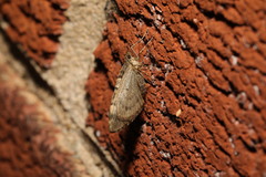 Acasis viretata