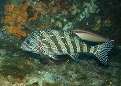 Goniistius rubrolabiatus