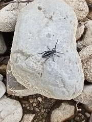 Dorcadion holosericeum