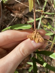 Lasiopetalum ferrugineum