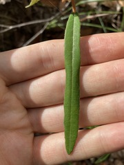Lasiopetalum ferrugineum