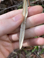 Lasiopetalum ferrugineum