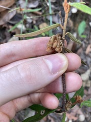 Lasiopetalum ferrugineum