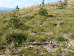 Festuca viridula