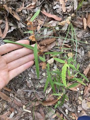 Lasiopetalum ferrugineum