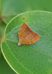 Choreutis achyrodes