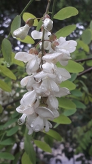 Robinia pseudoacacia