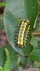 Pidorus
