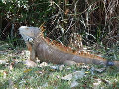 Iguana iguana