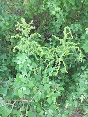 Chenopodium oahuense