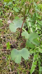 Ranunculus cassubicus