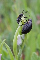 Arima marginata