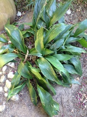 Aspidistra elatior
