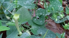 Aristolochia pallida