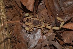 Centruroides limbatus