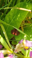 Phragmatobia fuliginosa