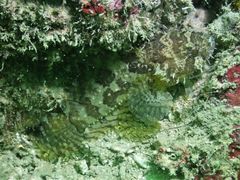 Batrachomoeus trispinosus