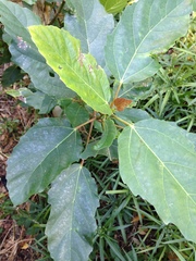 Ficus sur