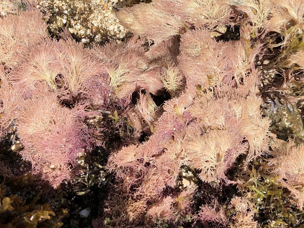 Jania subulata