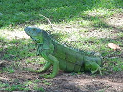 Iguana iguana