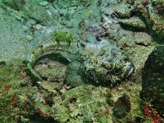 Batrachomoeus trispinosus