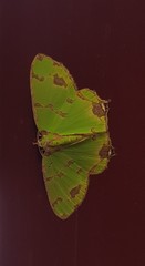 Agathia lycaenaria