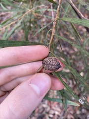 Hakea dactyloides