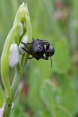 Arima marginata
