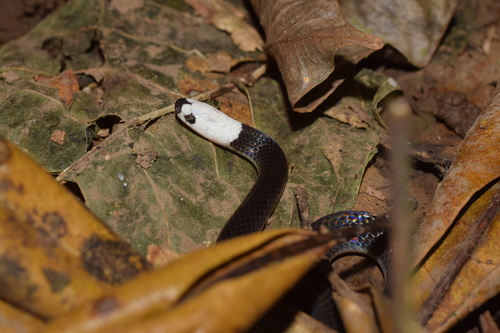 Colombian Longtail Snake