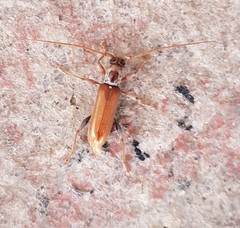 Ceresium zeylanicum