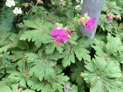 Geranium macrorrhizum