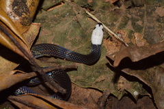 Enuliophis sclateri