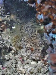 Batrachomoeus trispinosus