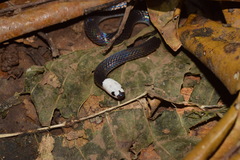 Enuliophis sclateri