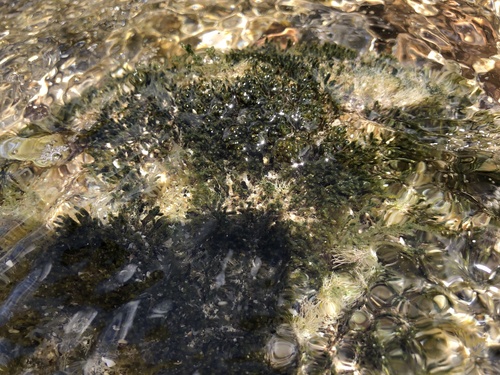 Palisada crustiformans