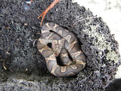 Leptodeira polysticta