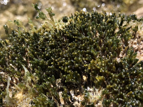 Palisada crustiformans