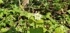 Alliaria petiolata